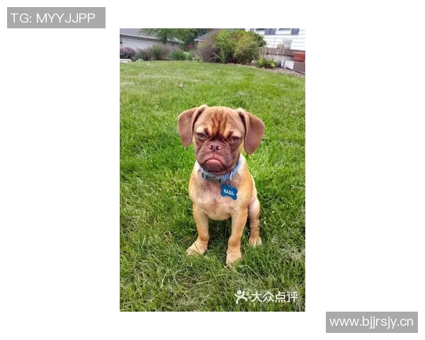 被麦卡甩后一个月他与我的朋友同居还带走了我的狗